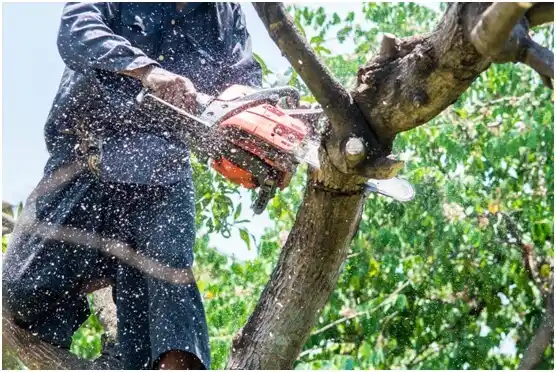 tree services War